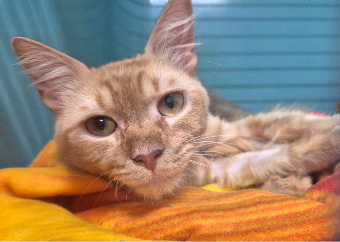Marley - Chat Européen à adopter