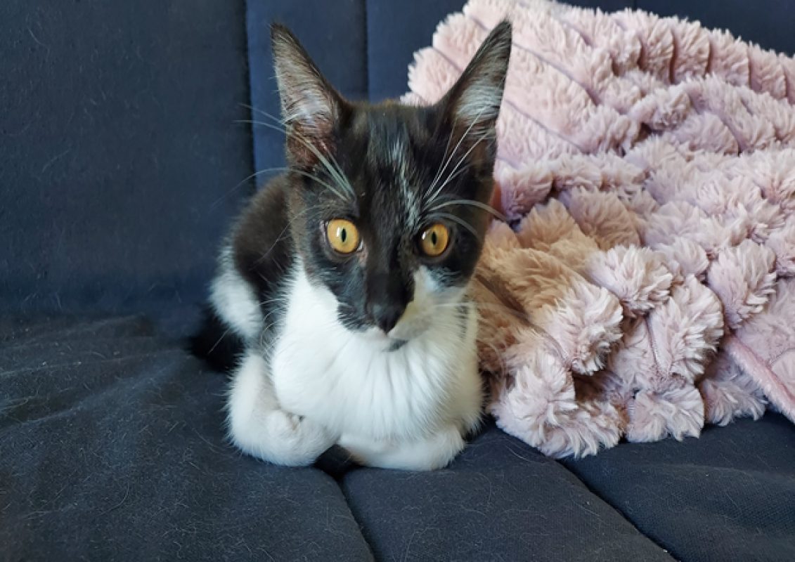 Nori - Chat Européen à adopter