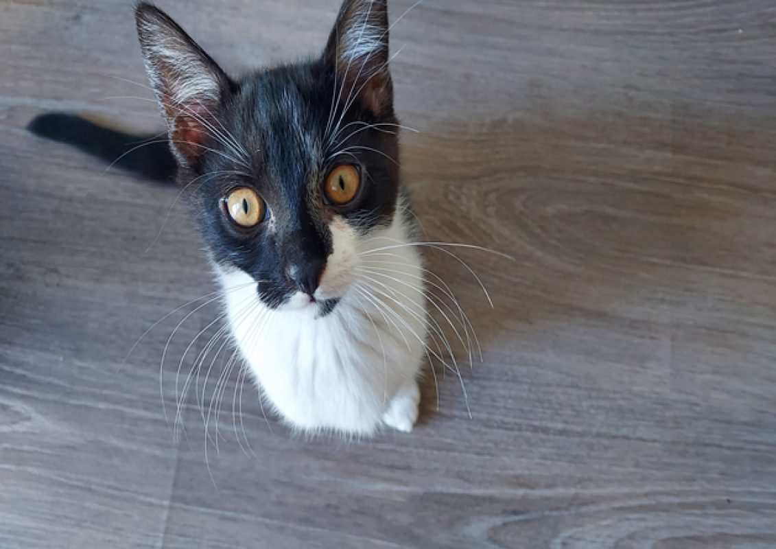 Nori - Chat Européen à adopter - photo 2