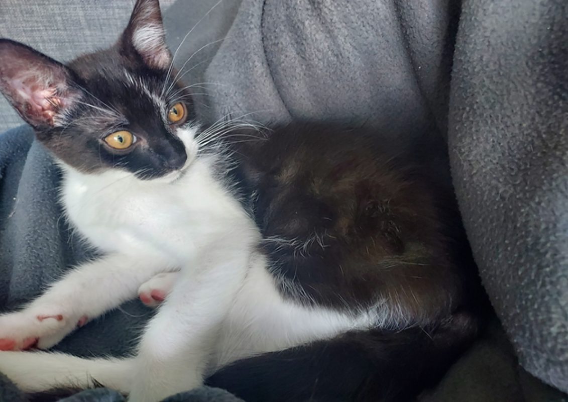 Nori - Chat Européen à adopter - photo 3