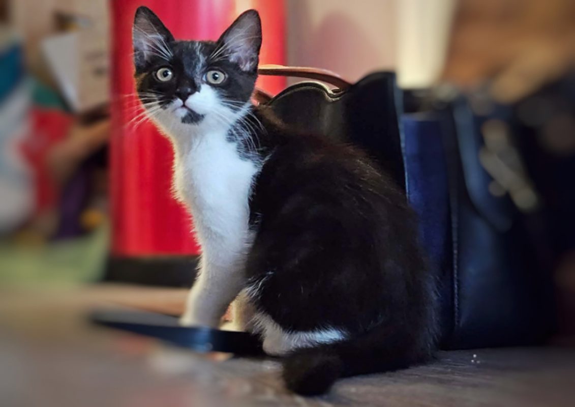 Nori - Chat Européen à adopter - photo 4