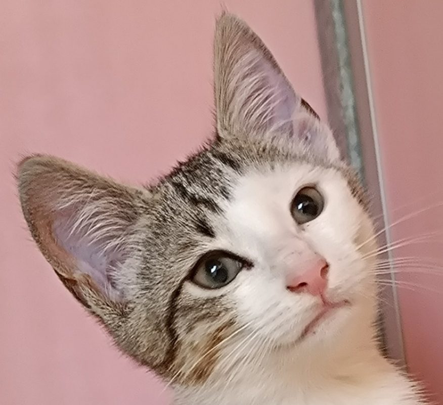 Niniche - Chat Européen à adopter