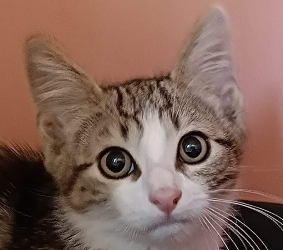 Hermine - Chat Européen à adopter