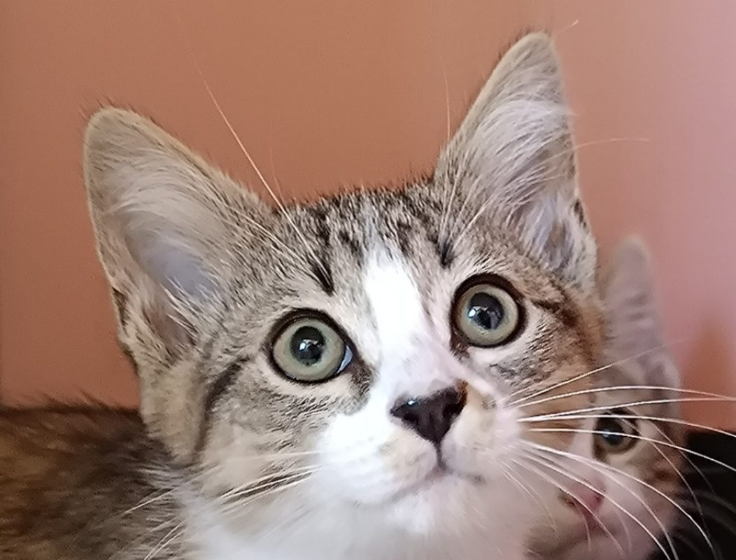 Bisquine - Chat Européen à adopter