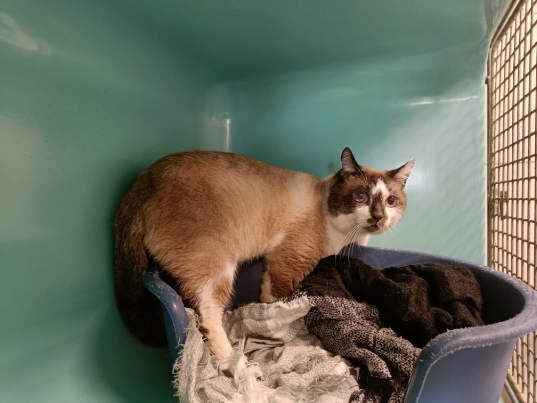 Ulysse - Chat Européen à adopter