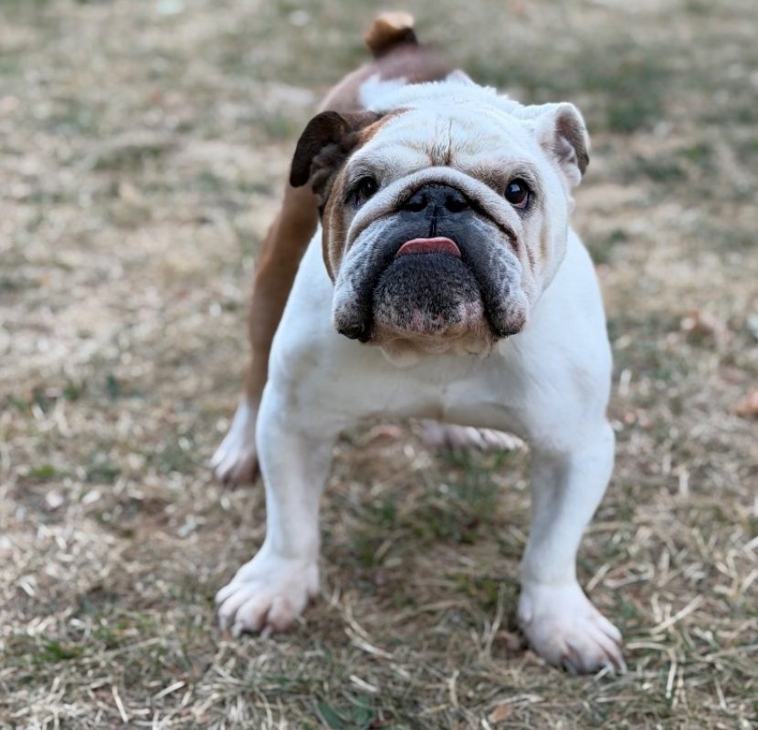 Raymond - Chien à adopter