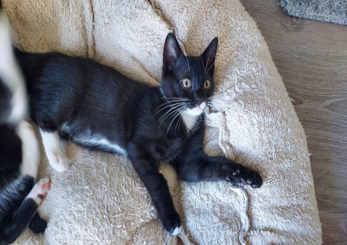 Yuzu - Chat Européen à adopter