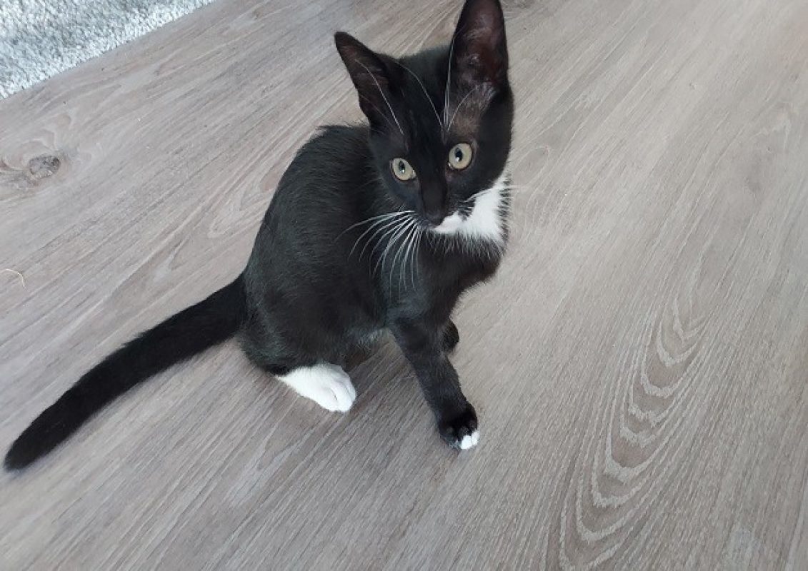 Yuzu - Chat Européen à adopter - photo 2