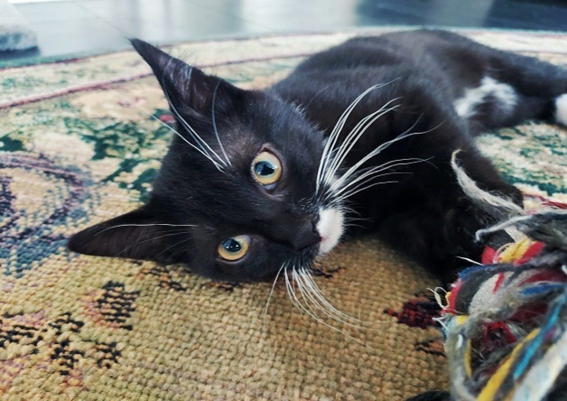 Yuzu - Chat Européen à adopter - photo 3