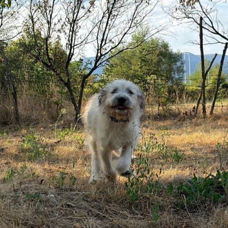 BOUNTY - Chien à adopter - photo 2