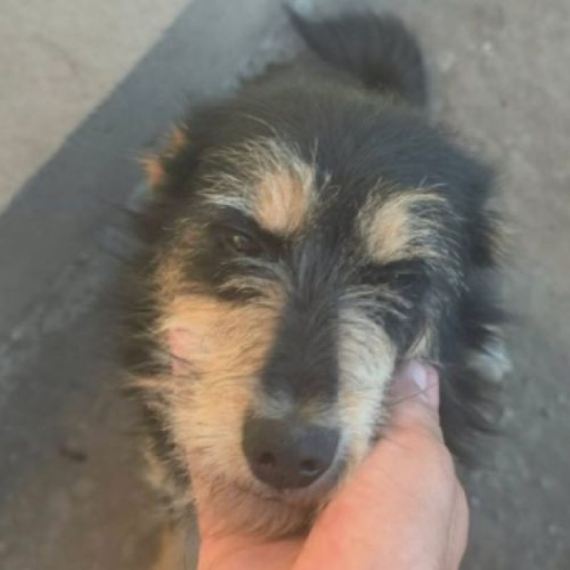 CANELLE - Chien à adopter