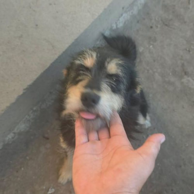 CANELLE - Chien à adopter - photo 4