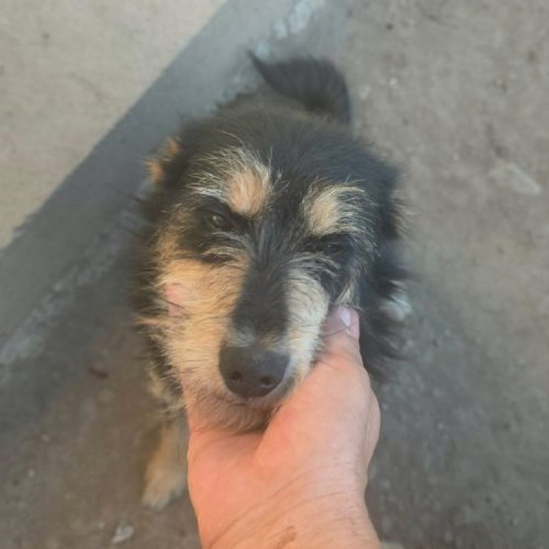 CANELLE - Chien à adopter - photo 2