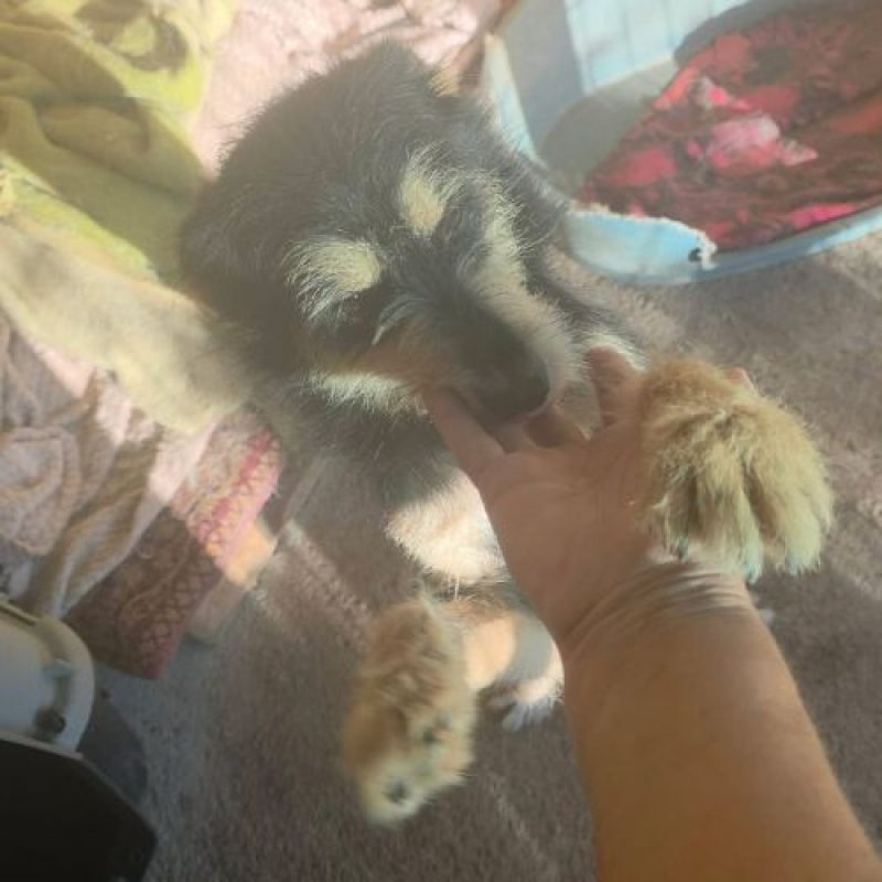CANELLE - Chien à adopter - photo 6