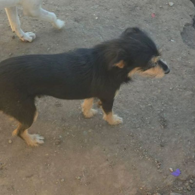 CANELLE - Chien à adopter - photo 3