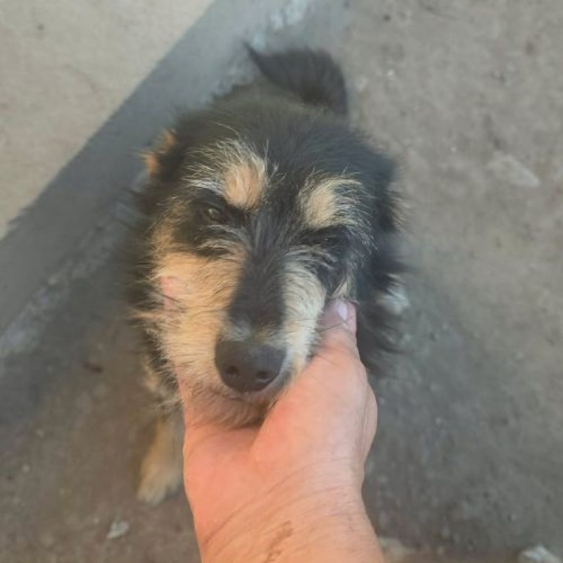 CANELLE - Chien à adopter - photo 5