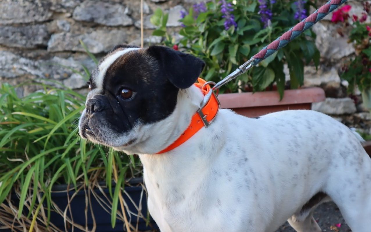 Simba - Chien Bouledogue Français à adopter