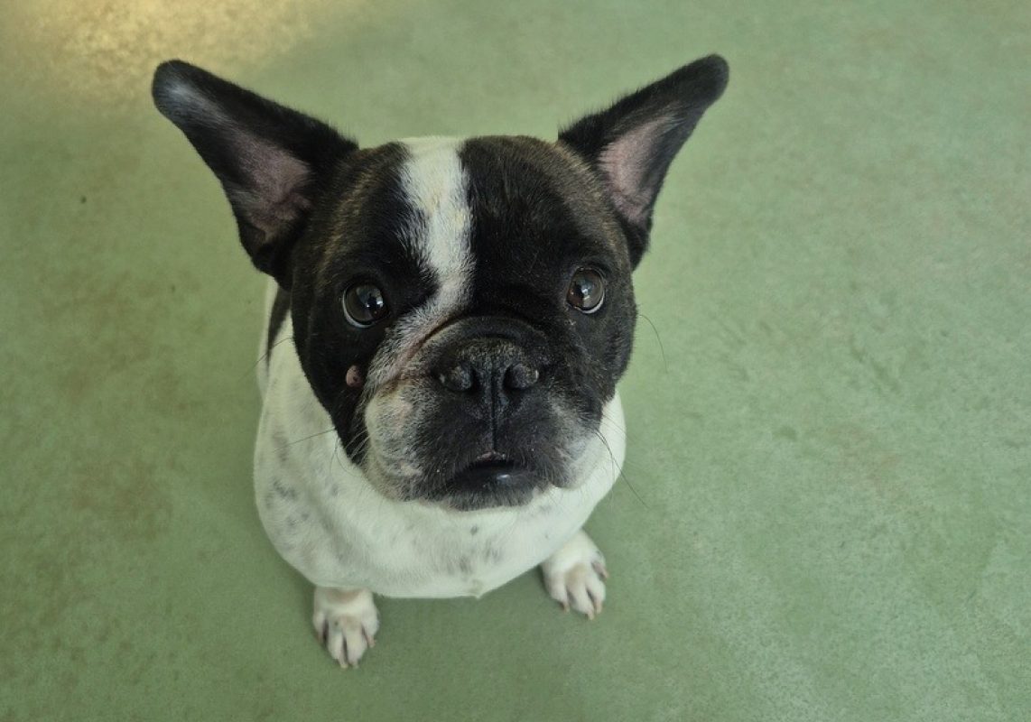 Simba - Chien Bouledogue Français à adopter - photo 2