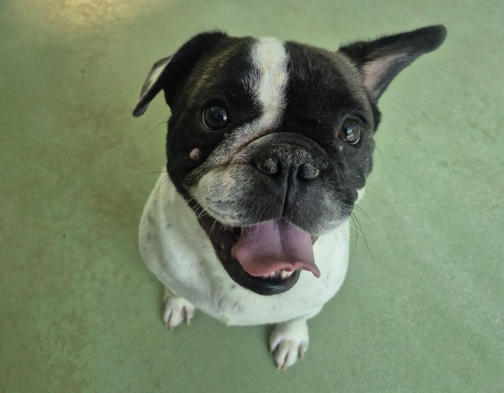 Simba - Chien Bouledogue Français à adopter - photo 3