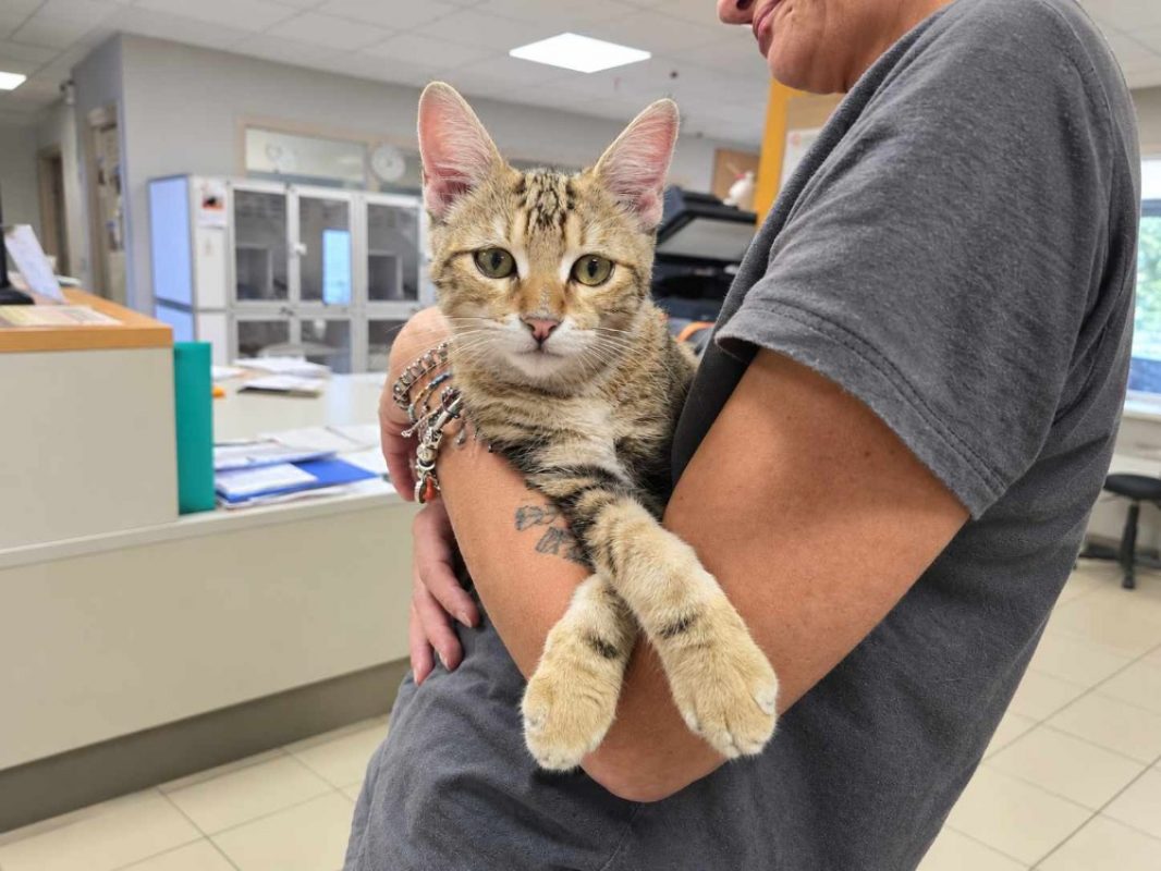 Pattenrond - Chat Européen à adopter