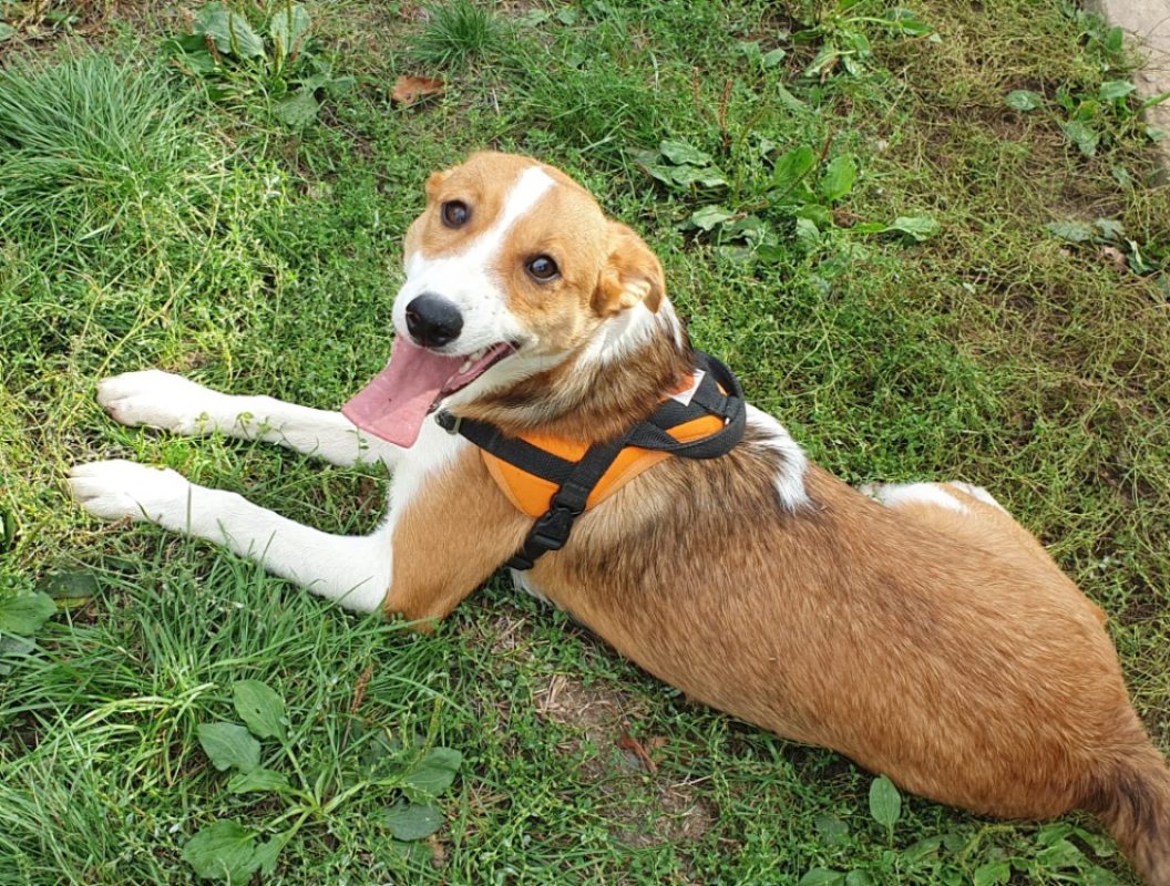 Voxan - Chien à adopter