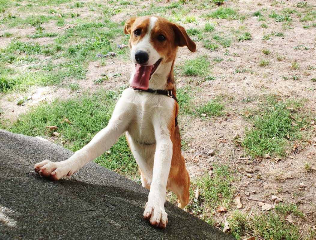 Voxan - Chien à adopter - photo 2