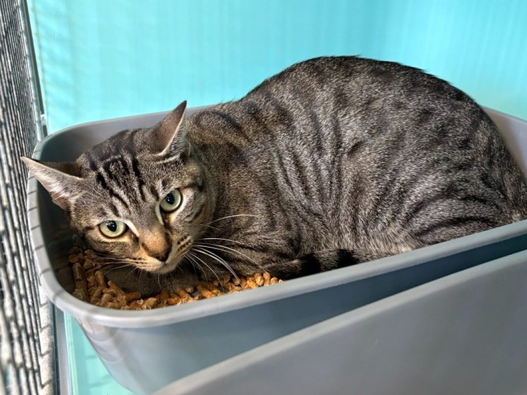 Balou - Chat Européen à adopter