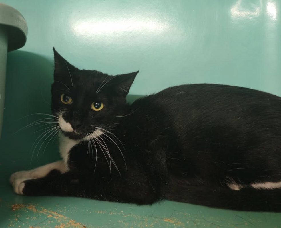 Brooise - Chat Européen à adopter