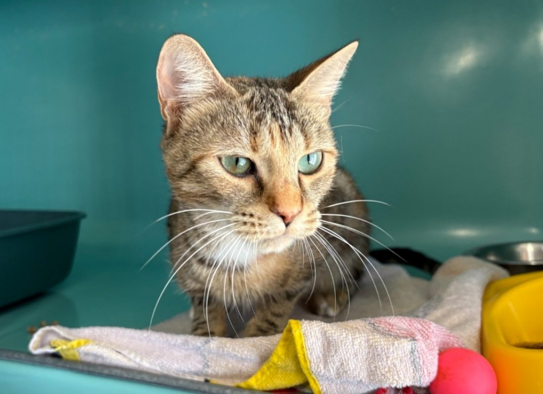 Moon - Chat Européen à adopter