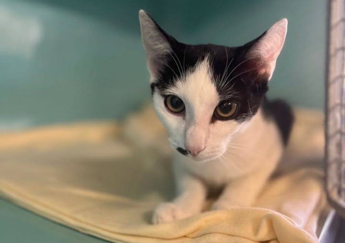 Tchoupirate - Chat Européen à adopter