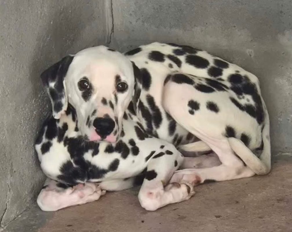 Pongo - Chien Dalmatien à adopter