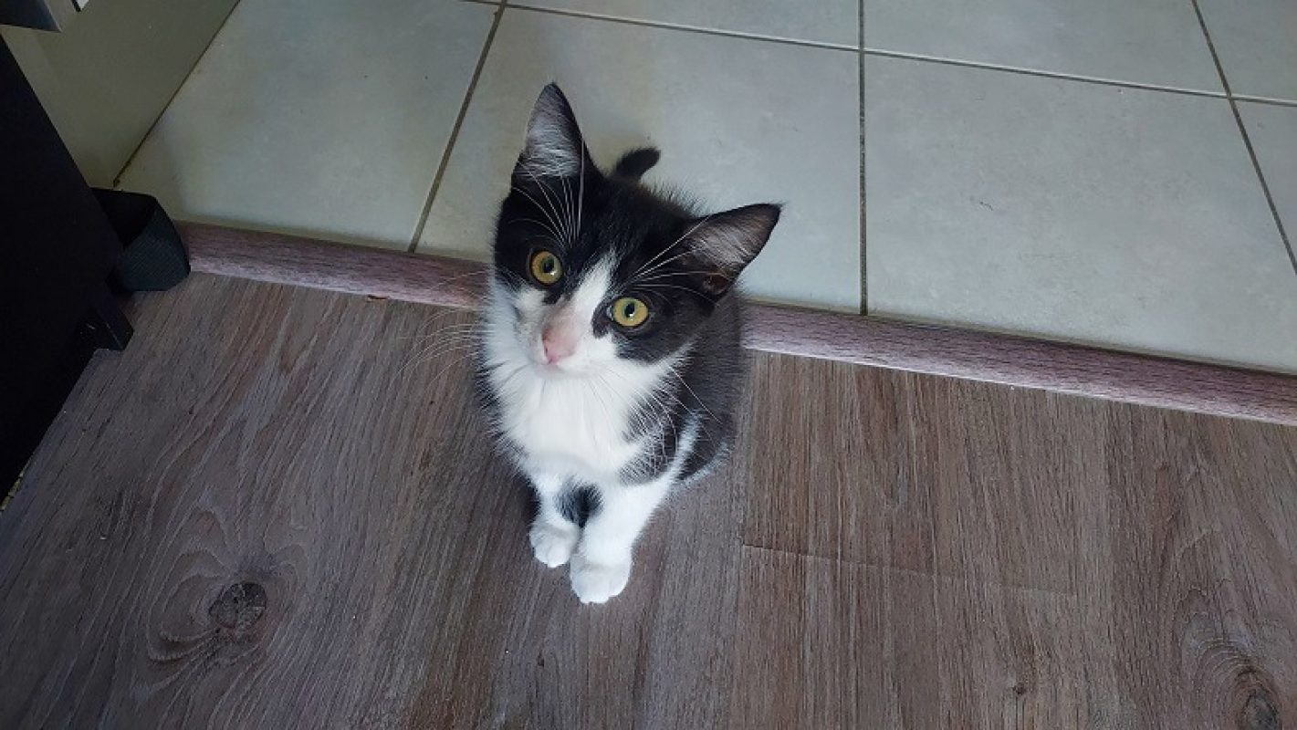 Ponzu - Chat Européen à adopter