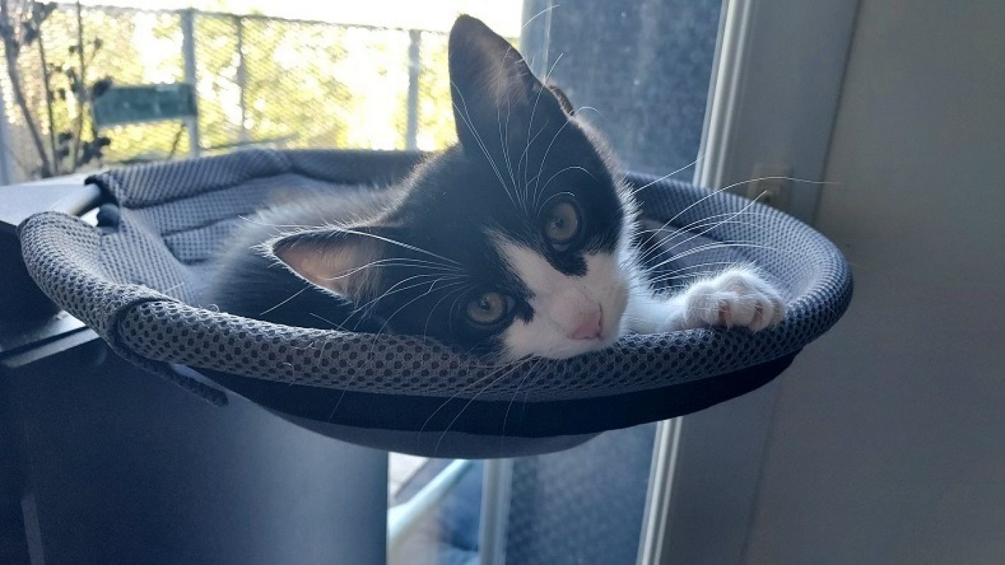 Ponzu - Chat Européen à adopter - photo 2