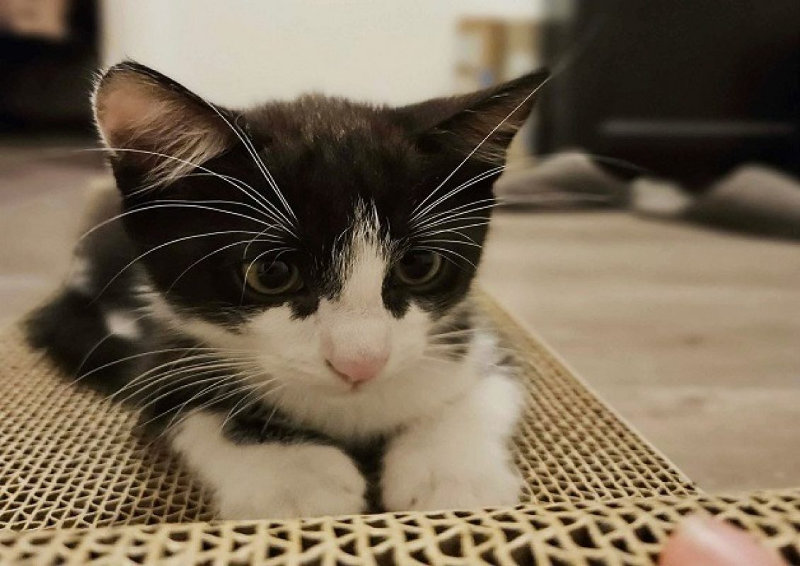 Ponzu - Chat Européen à adopter - photo 3