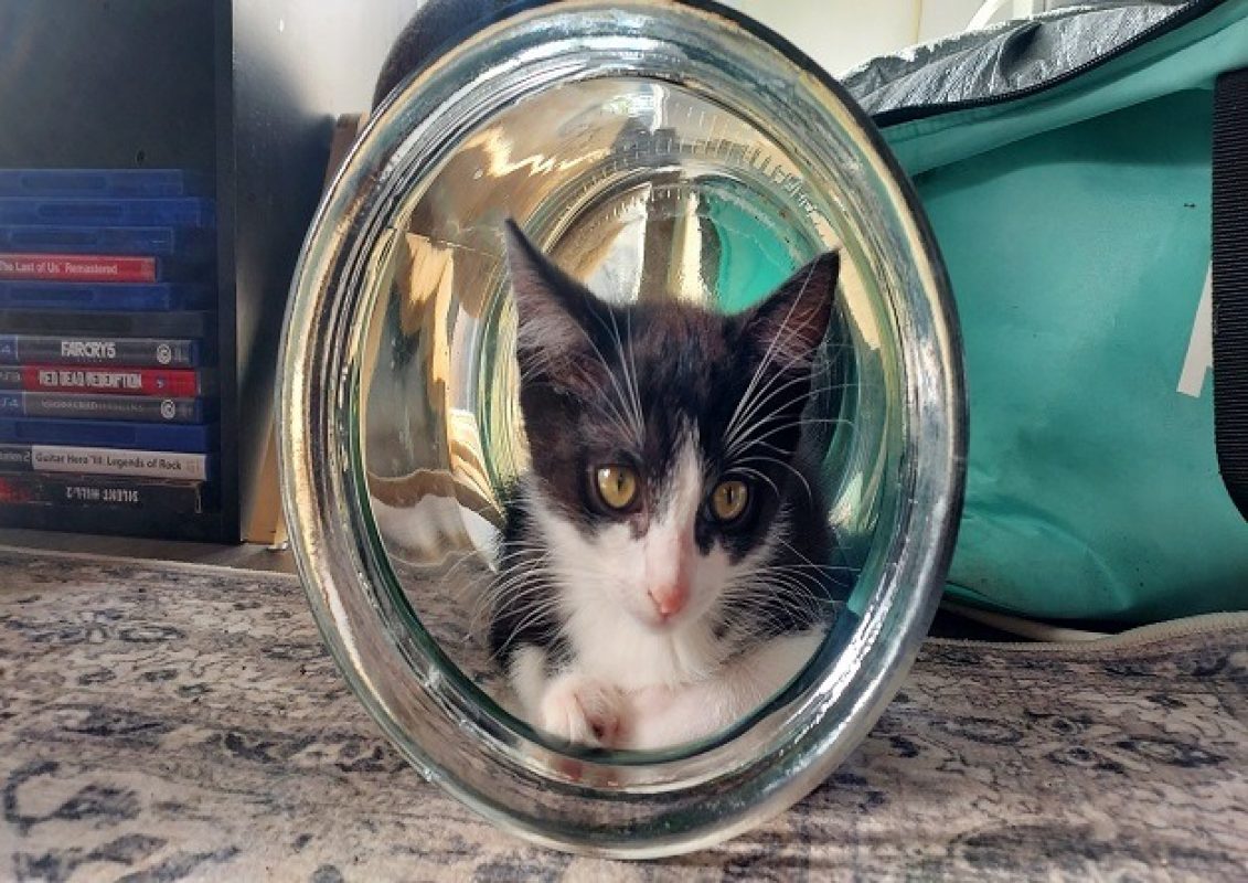 Ponzu - Chat Européen à adopter - photo 4