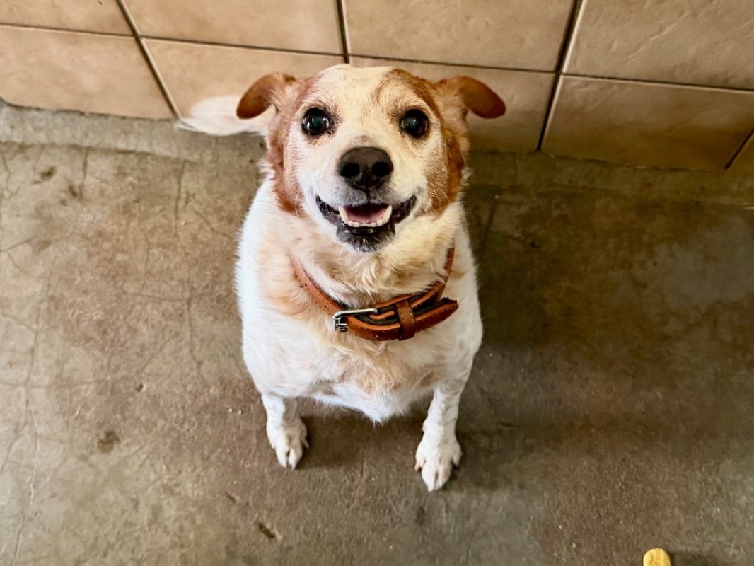 Steven - Chien à adopter