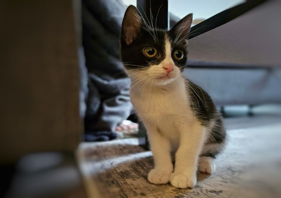 Maki - Chat Européen à adopter