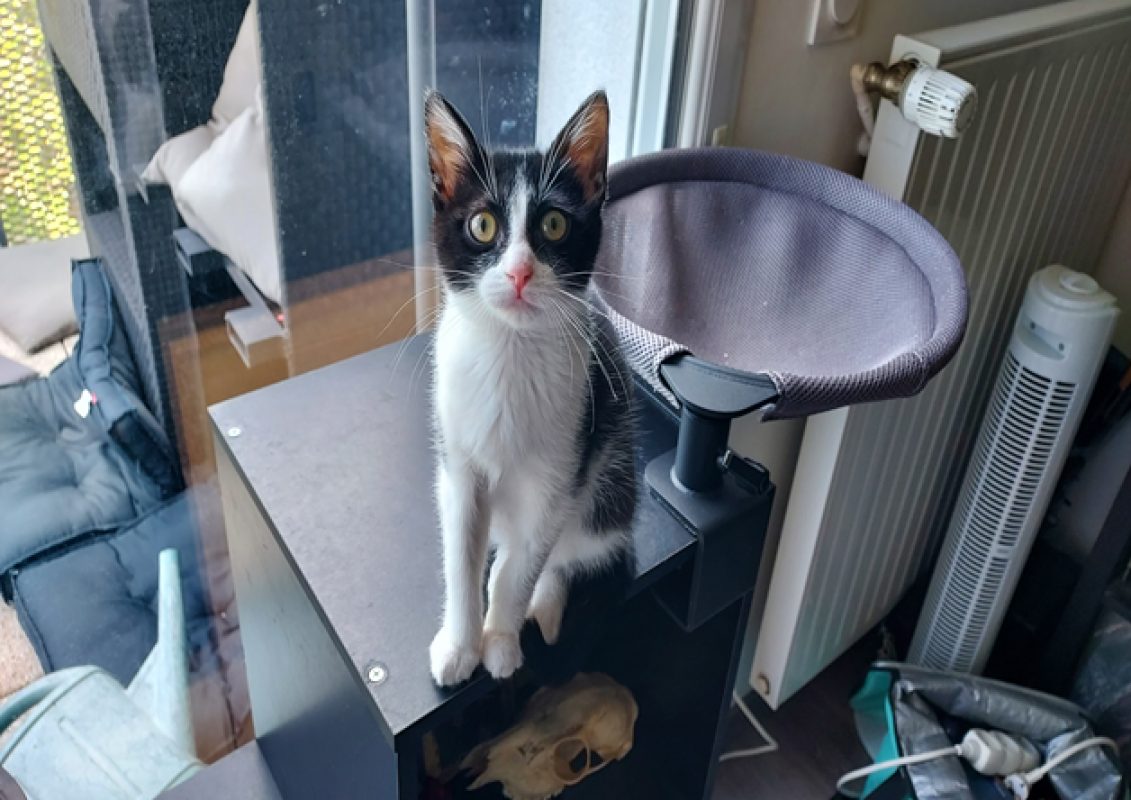 Maki - Chat Européen à adopter - photo 2