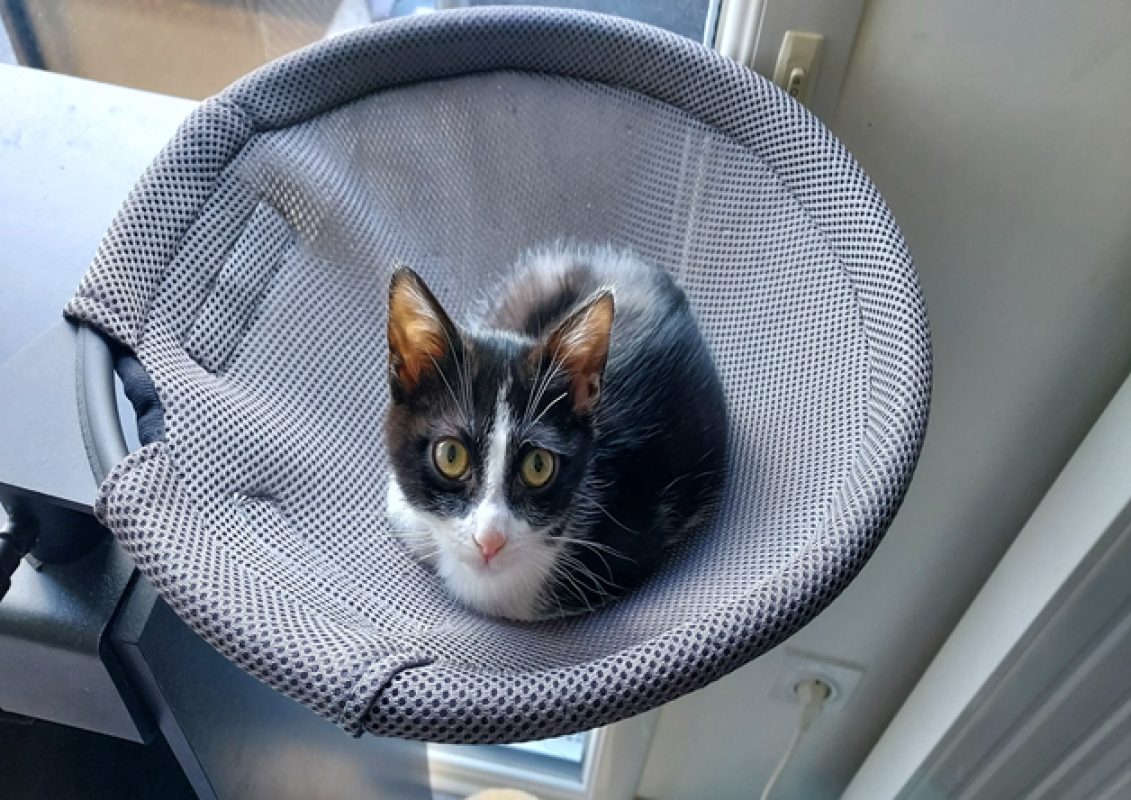 Maki - Chat Européen à adopter - photo 3