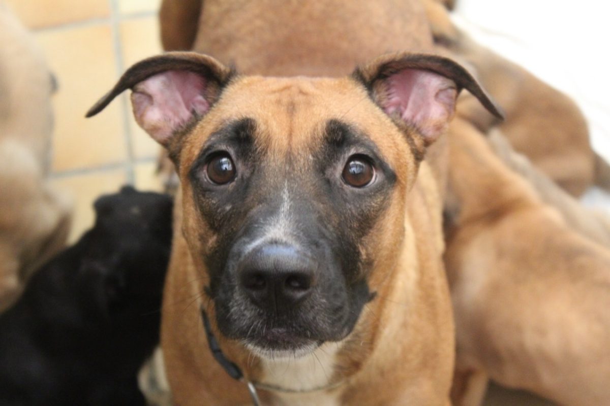 Vaya - Chien Berger à adopter