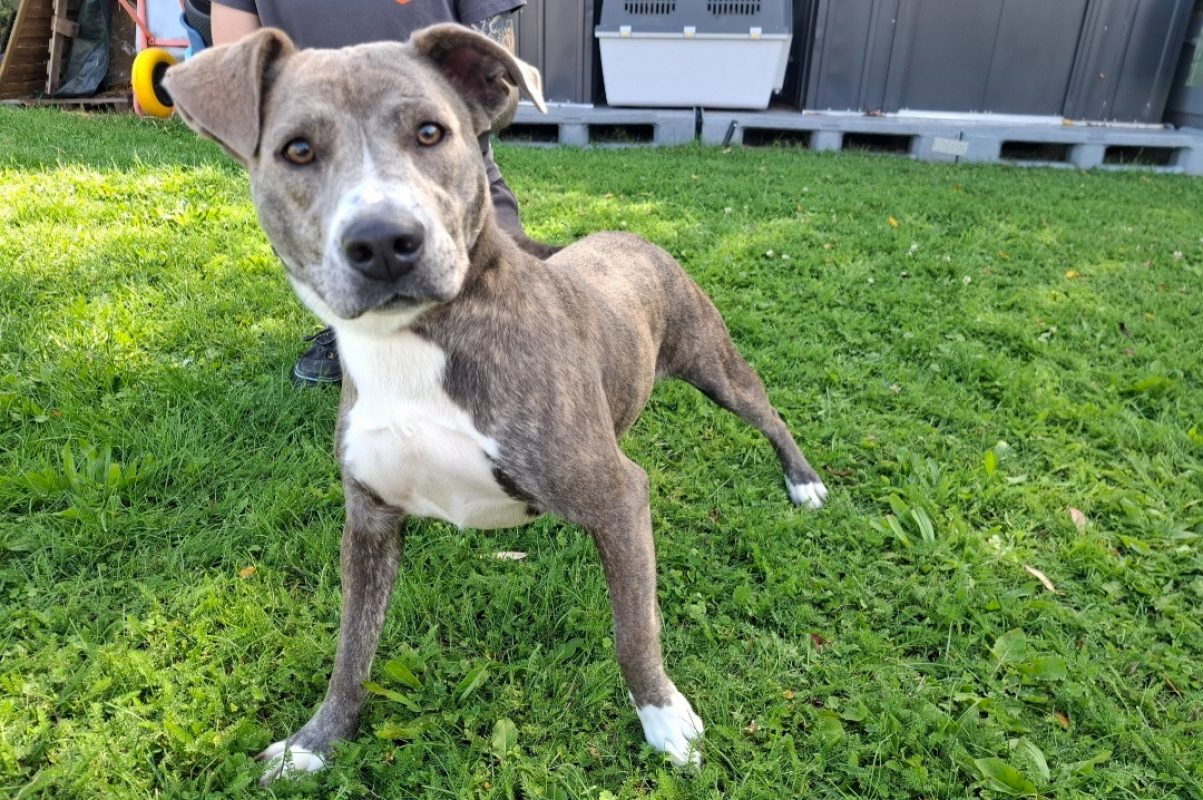 Pixel - Chien à adopter