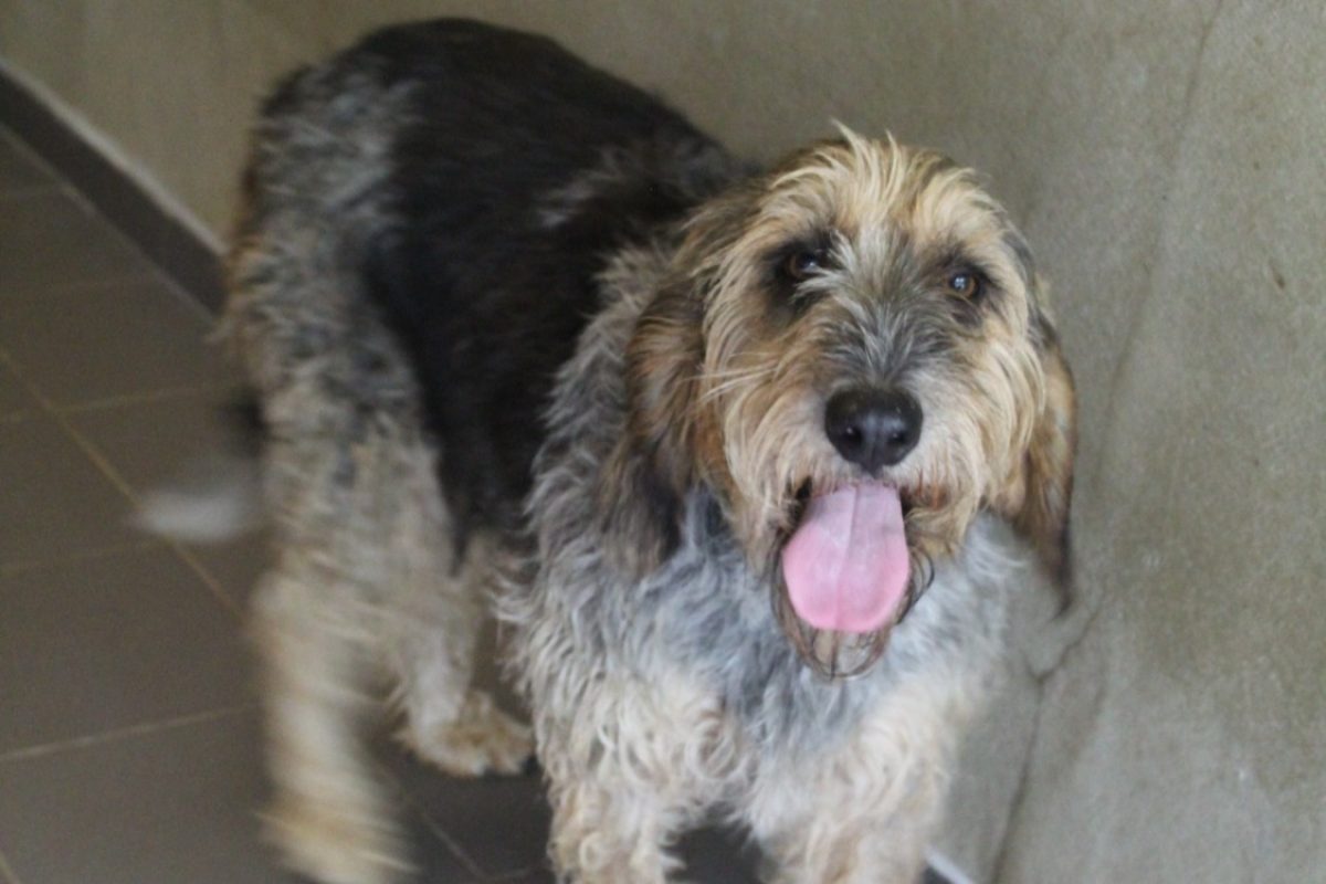 Tempete - Chien Briquet Griffon Vendéen à adopter