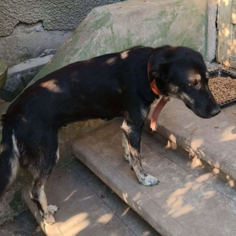 KARA - Chien à adopter - photo 12