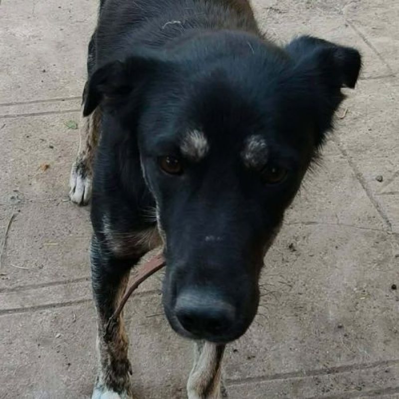 KARA - Chien à adopter - photo 11