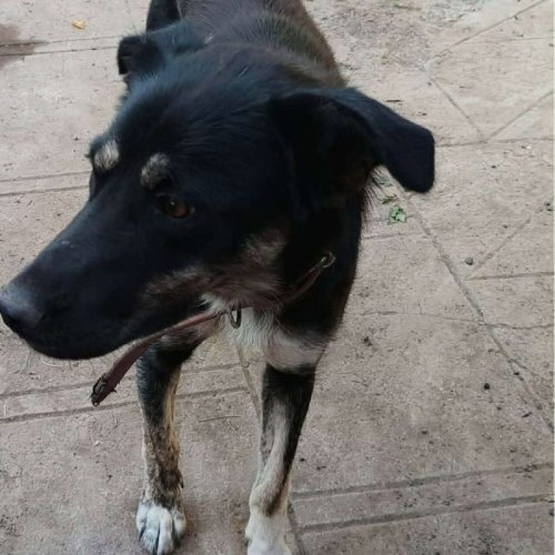 KARA - Chien à adopter - photo 8