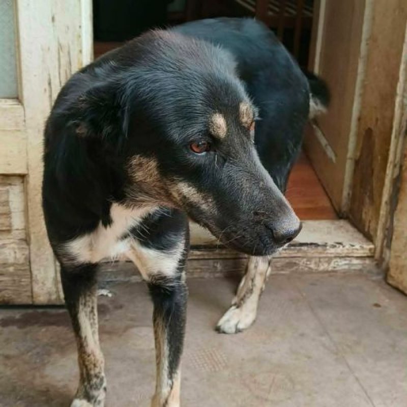 KARA - Chien à adopter - photo 7
