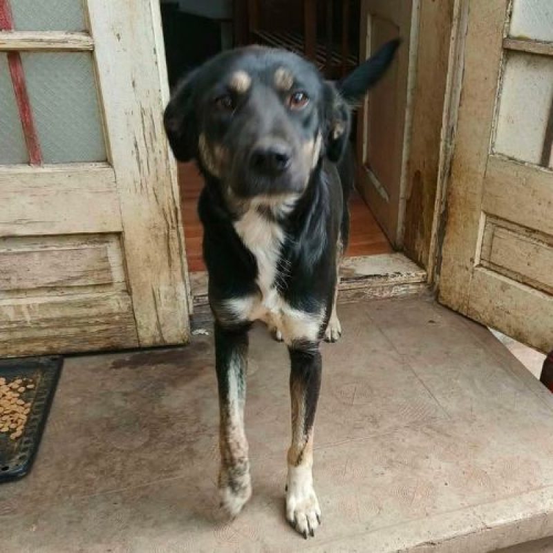 KARA - Chien à adopter - photo 5