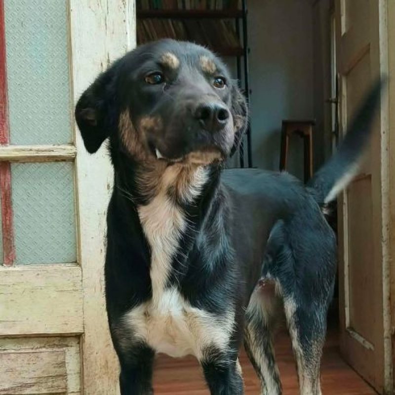 KARA - Chien à adopter - photo 3
