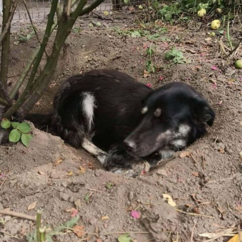 KARA - Chien à adopter - photo 10