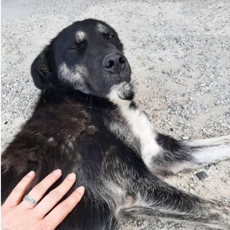 KARA - Chien à adopter - photo 4